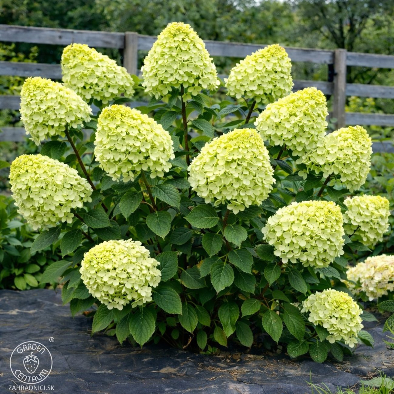 Obrázok Hortenzia metlinatá (Hydrangea paniculata) ´MAGICAL LIME SPARKLE´® - výška 40-50 cm, kont. C2L